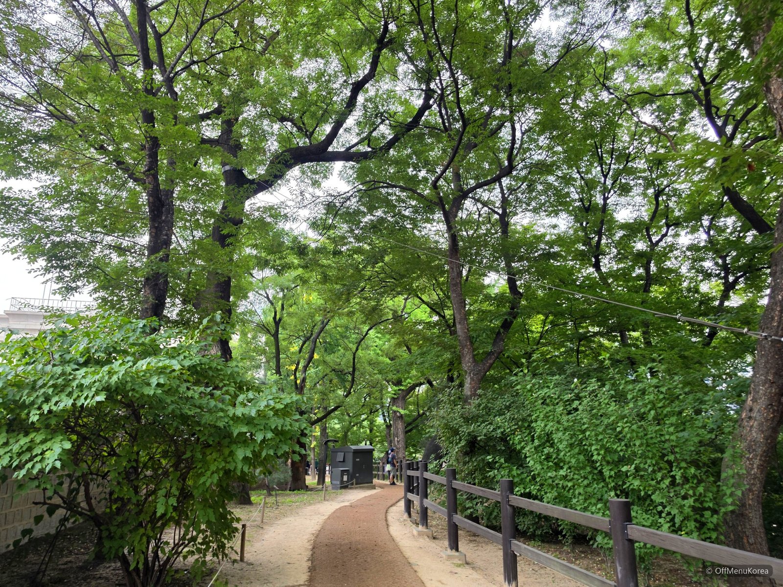 Tree-shaded inner footpath beside Deoksugung Palace